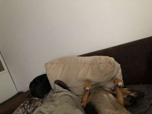 TierschutzhundeStammtisch🐕-Beitrag-Bild