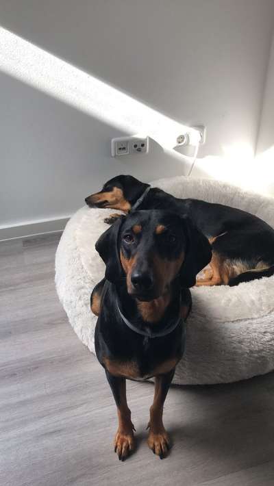 Mehrhundehalter!-Beitrag-Bild