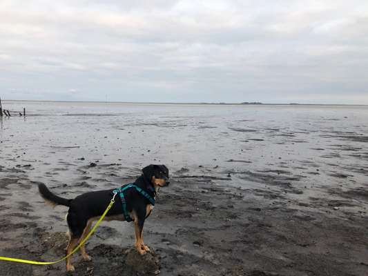 Dogorama Photo Challenge - Tierischer Urlaub-Beitrag-Bild