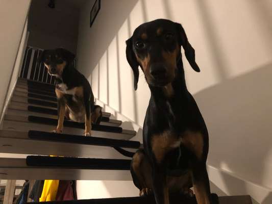 TierschutzhundeStammtisch🐕-Beitrag-Bild