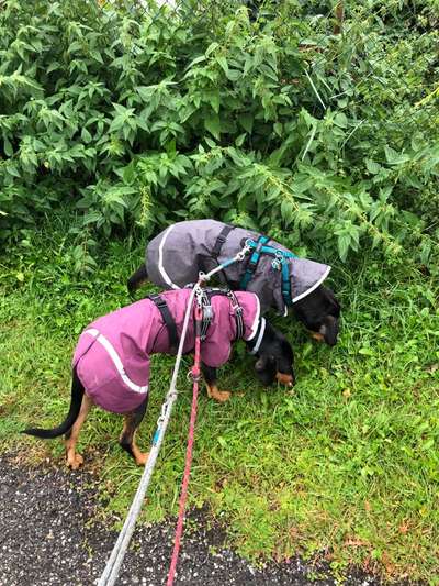 Winter-/Regenmäntel für schmale Hunde-Beitrag-Bild