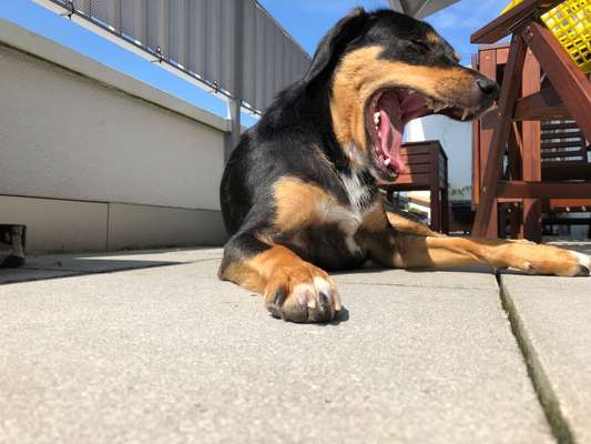 Dogorama Photo Challenge - Dein Hund beim Gähnen-Beitrag-Bild