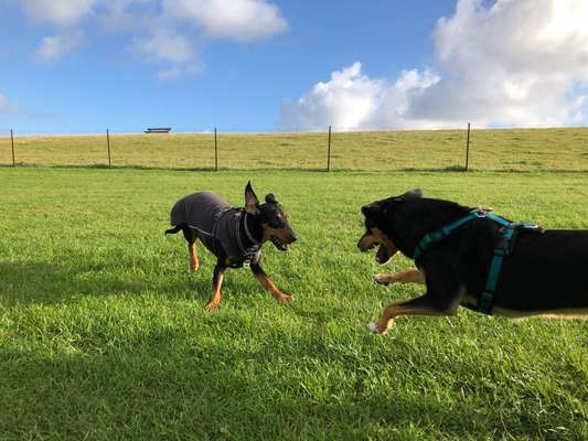 TierschutzhundeStammtisch🐕-Beitrag-Bild