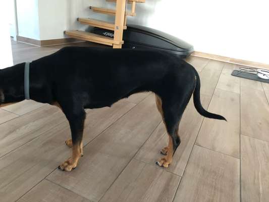 Der Gewichts-Thread-Beitrag-Bild