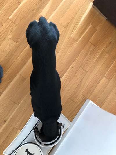 Der Gewichts-Thread-Beitrag-Bild