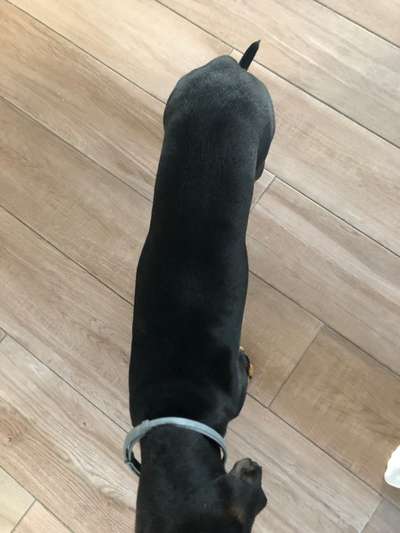 Der Gewichts-Thread-Beitrag-Bild