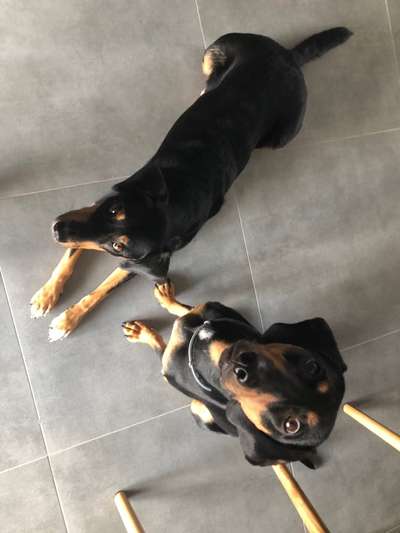 TierschutzhundeStammtisch🐕-Beitrag-Bild