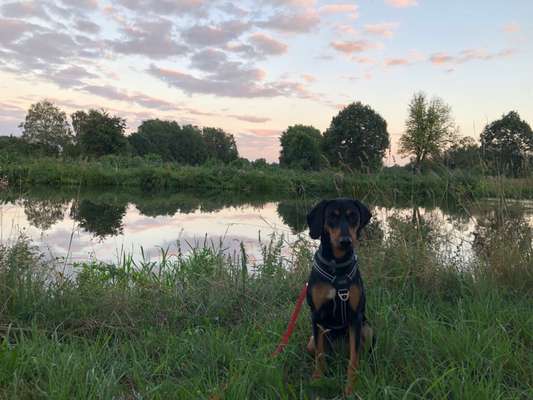 Windhunde - Treffen der besonderen Schönheiten
HERZLICH WILLKOMMEN-Beitrag-Bild