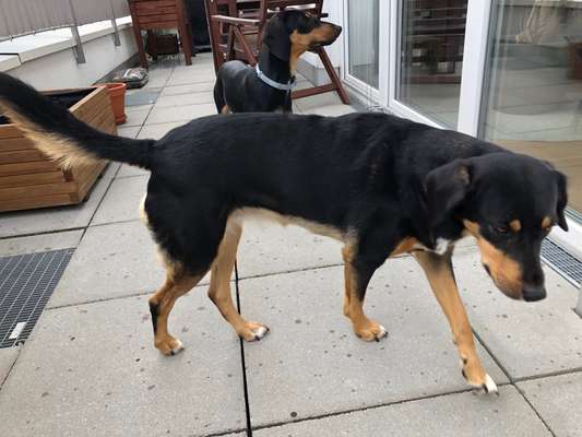 Der Gewichts-Thread-Beitrag-Bild