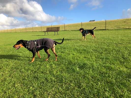 Hundekleidung - Top oder Flop-Beitrag-Bild