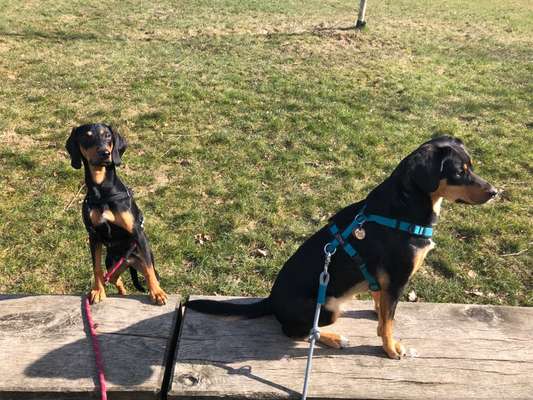 Mischlinge raten - Rätselspaß-Beitrag-Bild