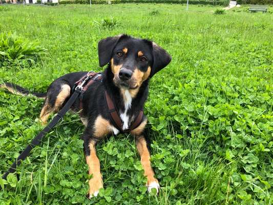 Hunde aus Griechenland-Beitrag-Bild