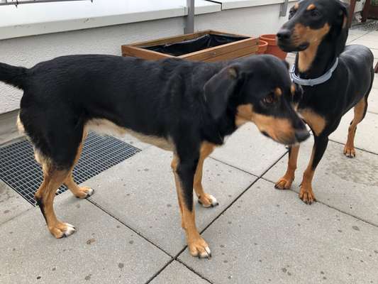 Der Gewichts-Thread-Beitrag-Bild