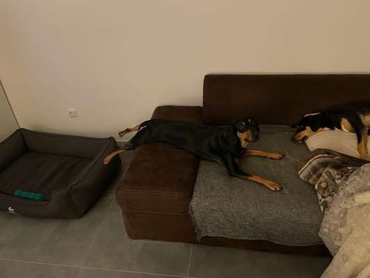 TierschutzhundeStammtisch🐕-Beitrag-Bild