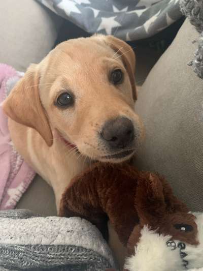 Als Welpen sind sie alle noch süßer-Beitrag-Bild