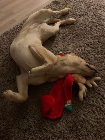 Zeigt mir die lustigsten Schlafpositionen eurer Fellnasen-Beitrag-Bild