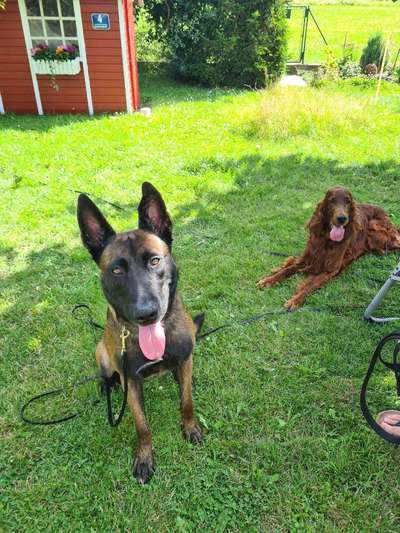 Hundetreffen-Training und Gassi in der Langwieder Haide-Bild