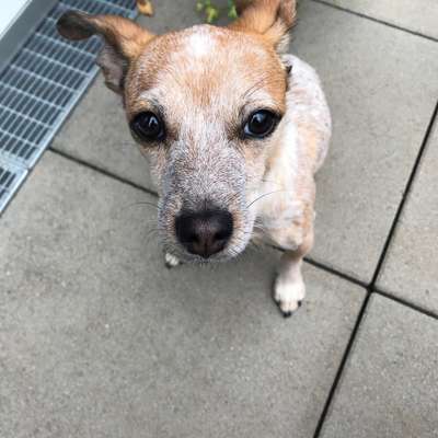 Hundetreffen-Suche Spielgefährten für meine Rosie zum auspowern-Bild