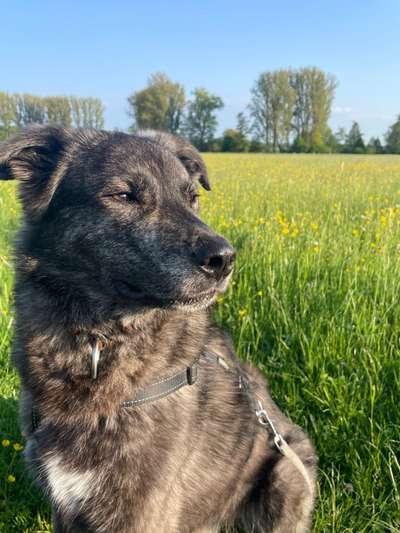 Hundebilder-Beitrag-Bild