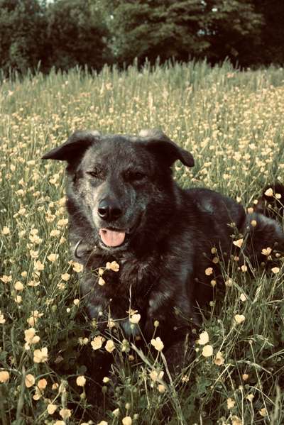 Hundetreffen-Social Walk Wieseck-Bild