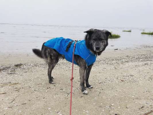 Hundekleidung - Top oder Flop-Beitrag-Bild