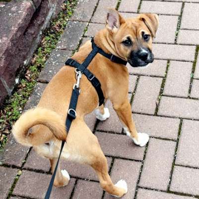 Hundetreffen-Welpentreffen in Bad Harzburg-Bild