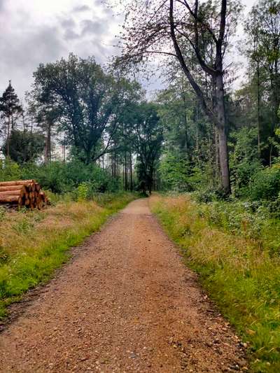 Hundeauslaufgebiet-Merten Heide-Bild