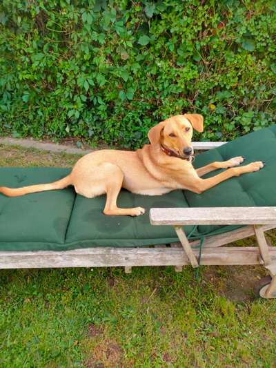 Auslandstierschutz-Beitrag-Bild