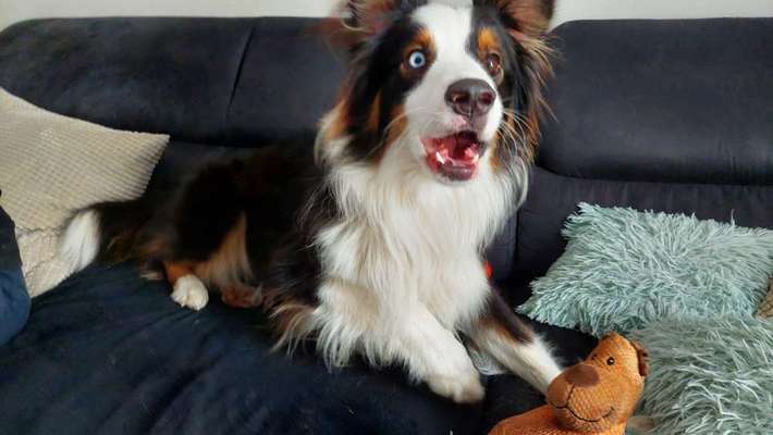 Dogorama Photo Challenge - lustigste Grimasse-Beitrag-Bild