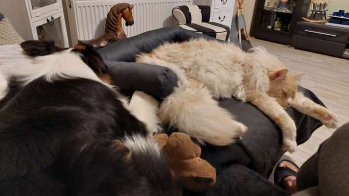 Hund und Katz Momente-Beitrag-Bild