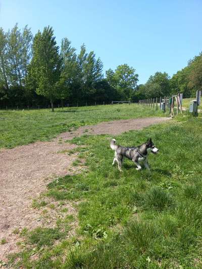 Hundeauslaufgebiet-Wels-Bild