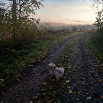 Hundetreffen-Kleinhunde Treffen-Bild