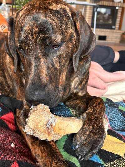 Labradorfans-Beitrag-Bild