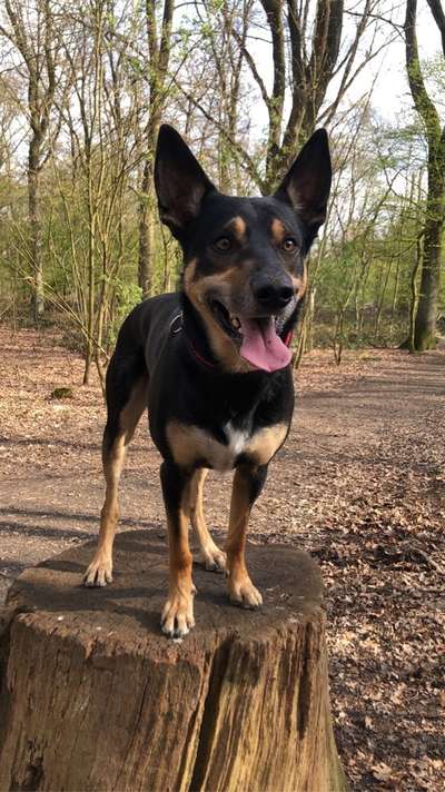 Wie heißt dein Hund?-Beitrag-Bild