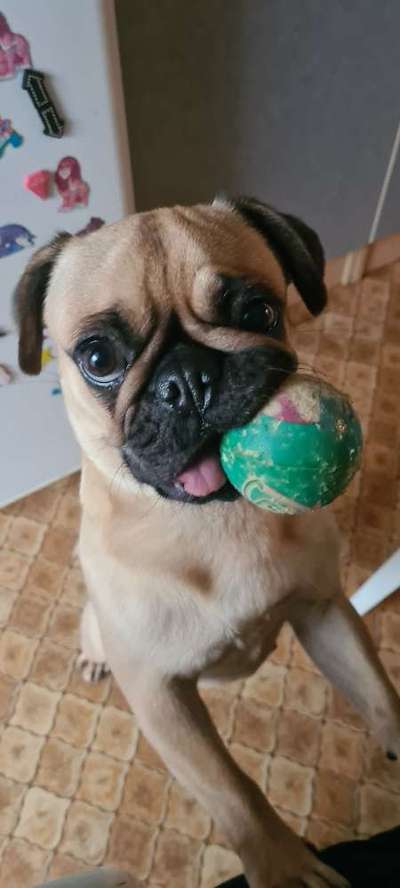 Zeigt hier Euer liebstes Video Eurer Hunde-Beitrag-Bild