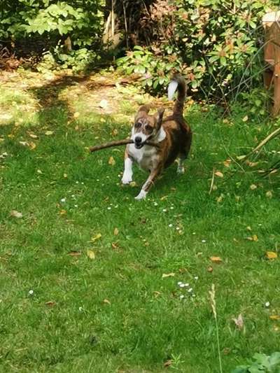 Dein Hund im Dogorama-Kalender 2021-Beitrag-Bild