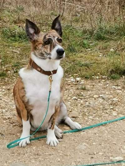 Dein Hund im Dogorama-Kalender 2021-Beitrag-Bild