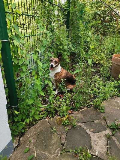 Dein Hund im Dogorama-Kalender 2021-Beitrag-Bild