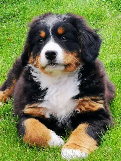 Fotochallenge No. 26                                     Wald und Wiese-Beitrag-Bild