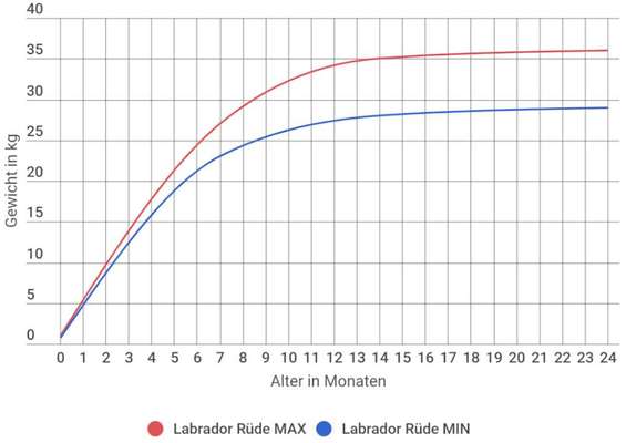Wachstum beim Labrador-Beitrag-Bild