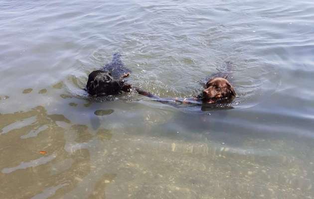 Die Dogorama Wochen Challenge "Friends will be Friends"-Beitrag-Bild