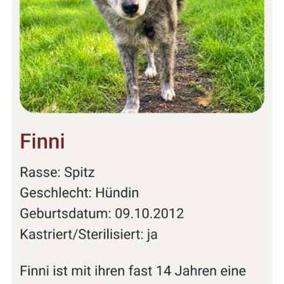 Tierschutzhunde suchen ein Zuhause-Beitrag-Bild