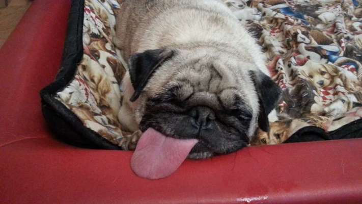 Fotochallange Nr. 57     PORTRÄT.   Beendet!!!!!!!!-Beitrag-Bild