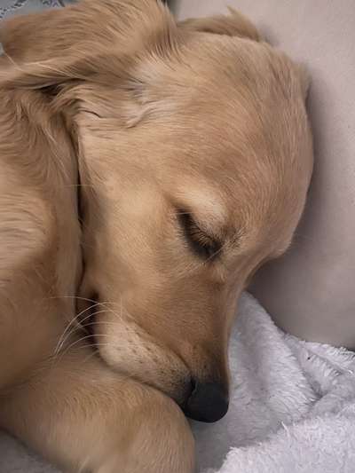 Wo sind die Golden Retriever Liebhaber?-Beitrag-Bild