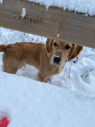 Wo sind die Golden Retriever Liebhaber?-Beitrag-Bild