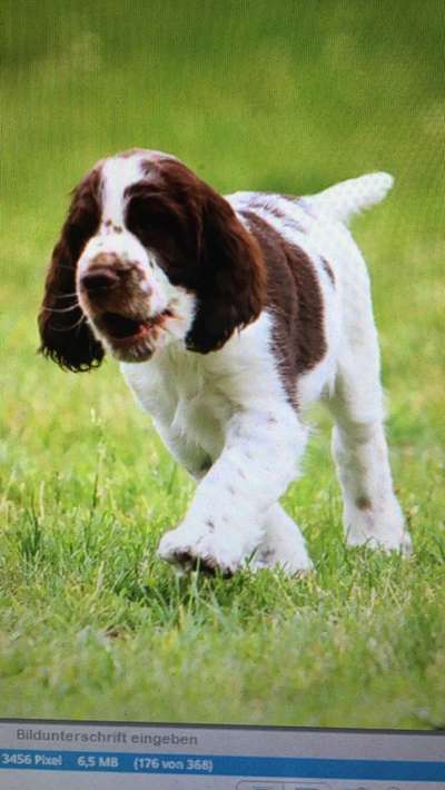 Die Dogorama Monats Challenge "Es grünt und blüht"-Beitrag-Bild