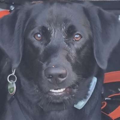 Hundetreffen-Odin sucht souveräne Spielpartner-Bild