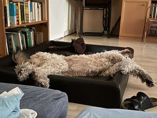 Welches Hundebett für große Rassen?-Beitrag-Bild