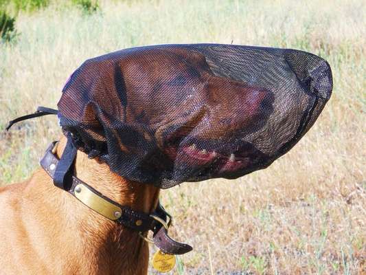 Wie schützt ihr eure Hunde vor Grannen ?-Beitrag-Bild