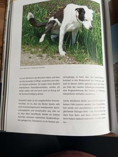 Bein heben beim pinkeln oder nicht-Beitrag-Bild